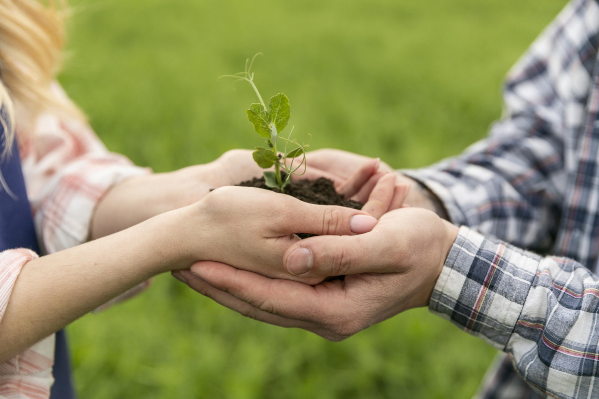 adult hands and child hands holding a sapling