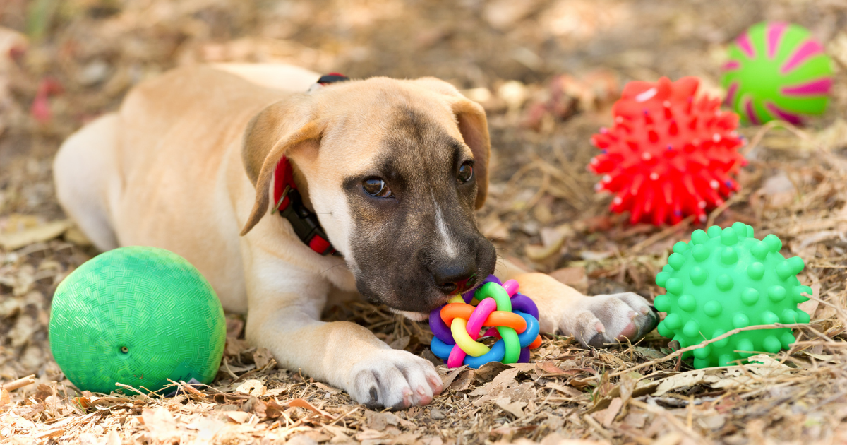 Items to Pack When You Bring Your Dog Camping