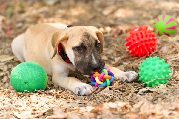 Dog Camping | Items to Pack When You Bring Your Dog Camping