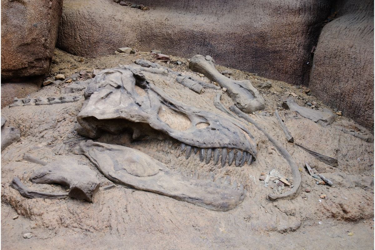 Dinosaur bones in the dirt