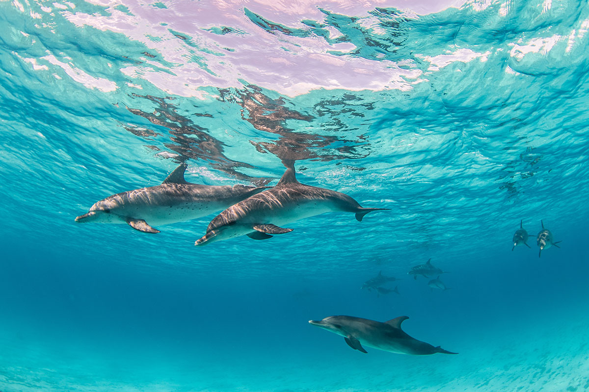 Underwater view of dolphins swimming